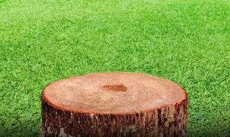 An old tree stump with a grassy field in the background photo