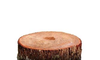 The natural stump is cut smooth. Isolated on a white background photo