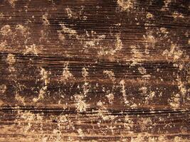 a close up of a wood surface with some paint on it photo