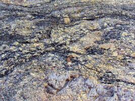 a close up of a rock with some black and yellow spots photo