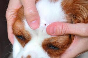 Ixodid tick on a dog's face photo