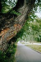 A tree trunk in close-up. The bark of the tree. photo