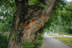 A tree trunk in close-up. The bark of the tree. photo
