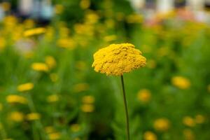 yellow flower is the only one in a field of green grass photo