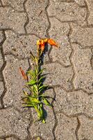 old flower is laying on the ground next to a brick walkway photo
