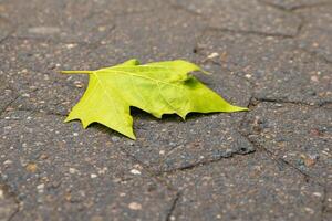 leaf is laying on a cobblestone sidewalk photo