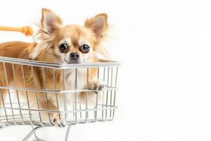 Shopping cart with a small chihuahua on a white background, copy space photo
