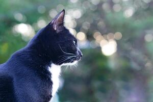 Cute black furry cat sits straight and staring at something outside the house, background is trees and bokeh. Pet, mammal and playful concept. photo