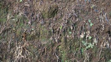 brown soil texture and moss as background photo