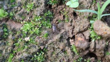 close up of small insects on the grass ground photo