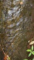 clear source water flows in the background photo