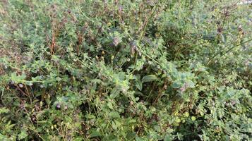Green plants grow on the walls of forest cliffs as a natural background photo