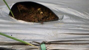 close up of small spider insects on plastic mulch in the field photo