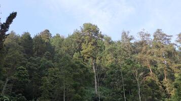 landscape view of pine tree forests and rice fields photo