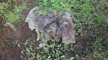rocks and green grass photo
