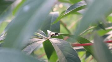 close up of black ants on cassava leaves photo
