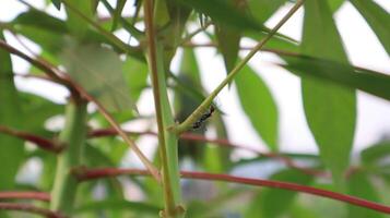 close up of black ants on cassava leaves photo