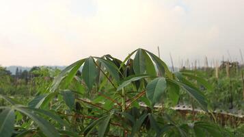 Close up of cassava plant leaves in the field photo