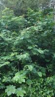 Green plants grow on the walls of forest cliffs as a natural background photo