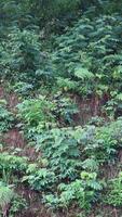 Green plants grow on the walls of forest cliffs as a natural background photo