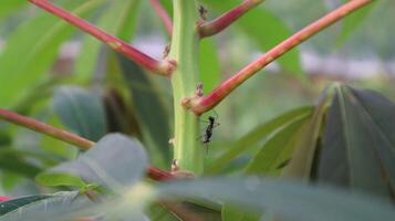 close up of black ants on cassava leaves photo