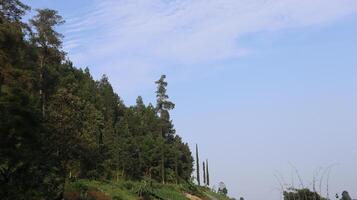 landscape view of pine tree forests and rice fields photo