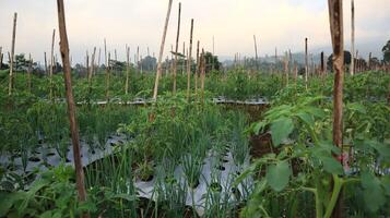 vegetable plants growing in the fields photo