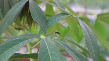 close up of black ants on cassava leaves photo