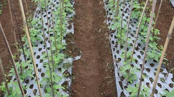 Planting peas in the garden. Plants are covered with plastic mulch and given bamboo. Gardens in Indonesia photo