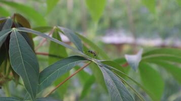 close up of black ants on cassava leaves photo