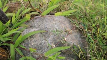 large rock surrounded by green grass as nature background photo