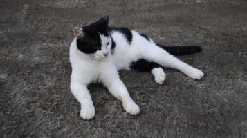 a cat with black and white fur is sitting photo