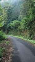 beautiful forest asphalt road as background photo
