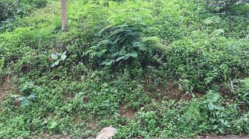 Green plants grow on the walls of forest cliffs as a natural background photo