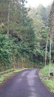 beautiful forest asphalt road as background photo