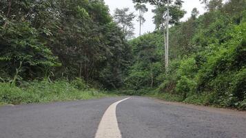 asphalt road in the middle of the forest photo