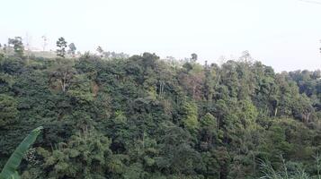 views of the wilderness with bamboo trees and green trees photo