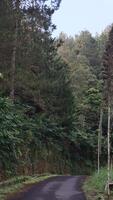 beautiful forest asphalt road as background photo