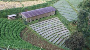 view of green vegetable fields growing and rice field huts in the mountains photo