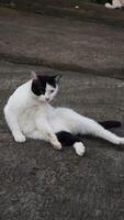 a cat with black and white fur is sitting photo