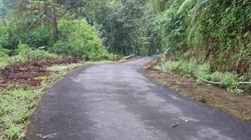beautiful forest asphalt road as background photo