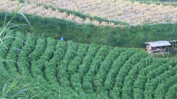 view of green vegetable fields growing and rice field huts in the mountains photo