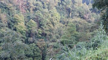 views of the wilderness with bamboo trees and green trees photo