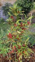 Beautiful red and green leaves of Photinia fraseri 'Red Robin' bush on blurred background of green grass. Selective focus. photo
