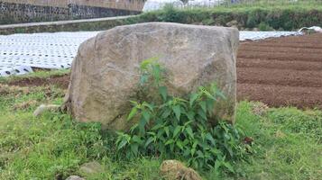 large rock surrounded by green grass as nature background photo