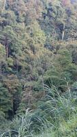 views of the wilderness with bamboo trees and green trees photo