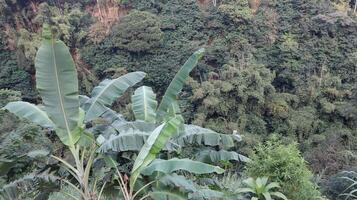 views of the wilderness with bamboo trees and green trees photo