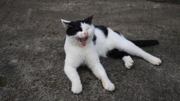 a cat with black and white fur is sitting and yawning photo