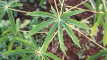 Close up of cassava plant leaves in the field photo