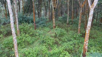 landscape of scrubby bushes and rubber trees in the forest Indonesia photo